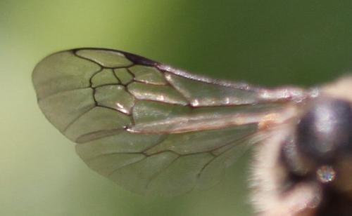 Andrena flavipes